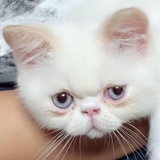局外猫