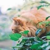 年糕老豆