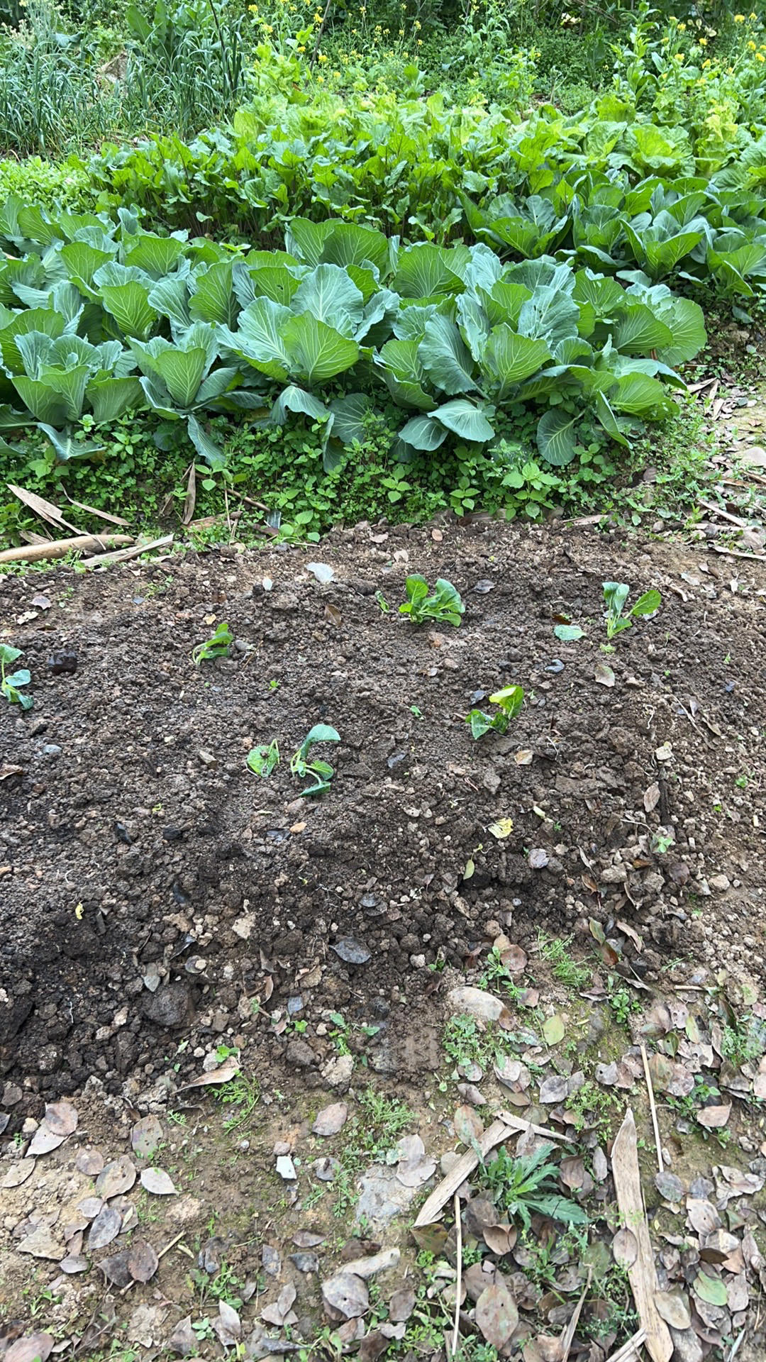 甘蓝：烤孢子甘蓝