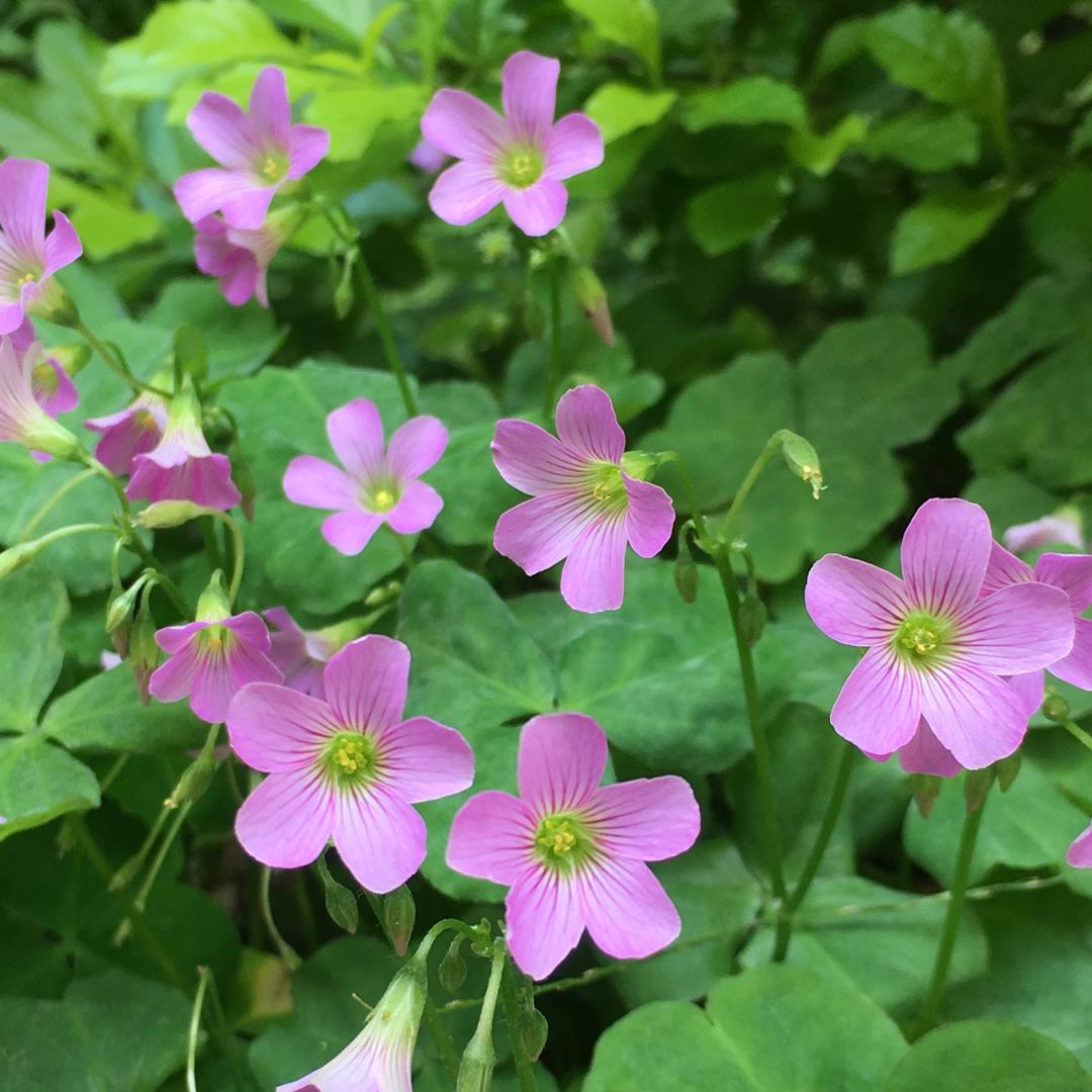 繁花似彤