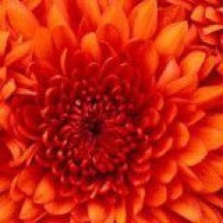 鄀芸