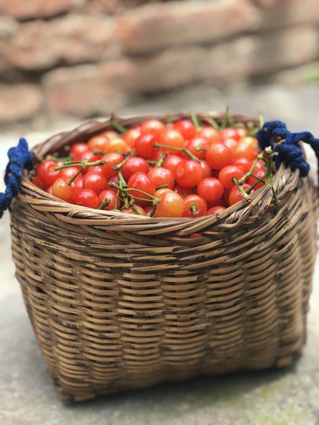 小麦的日常
