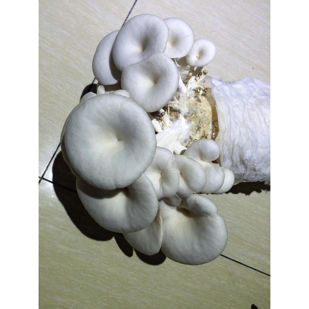 种蘑菇的小姑娘