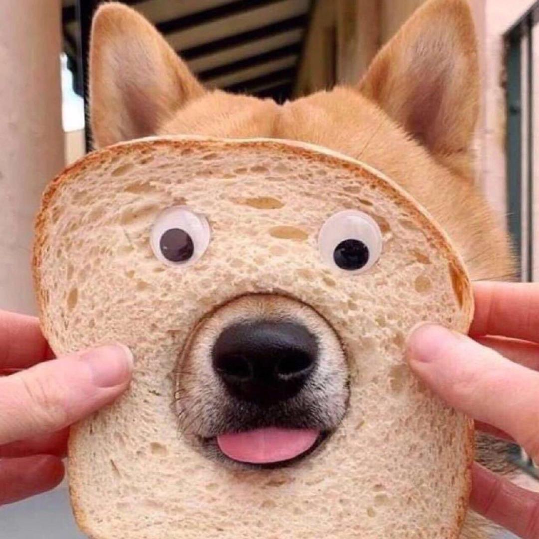 爱上猫的鱼__