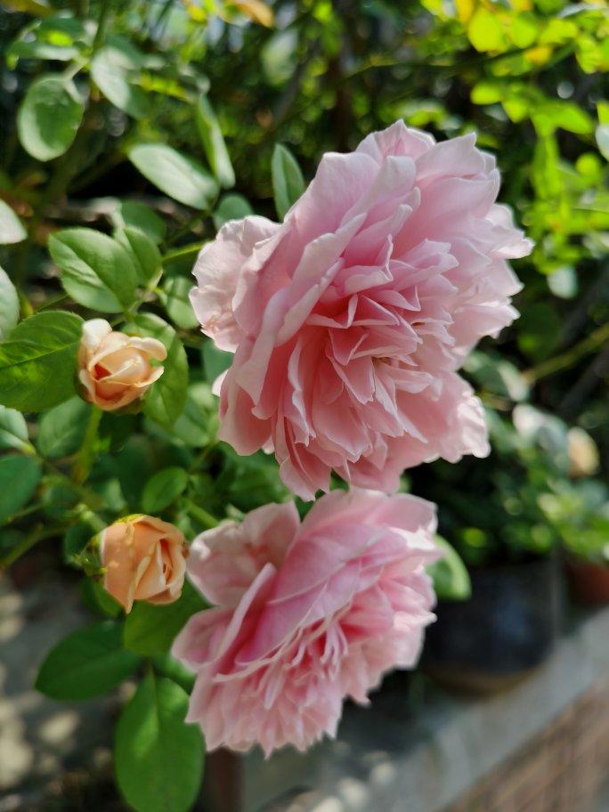 广式月饼－－蛋黄豆沙月饼