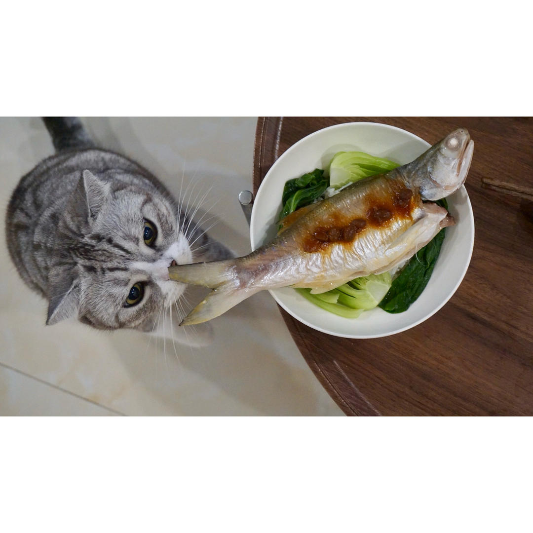 潮汕鱼饭：马友鱼
