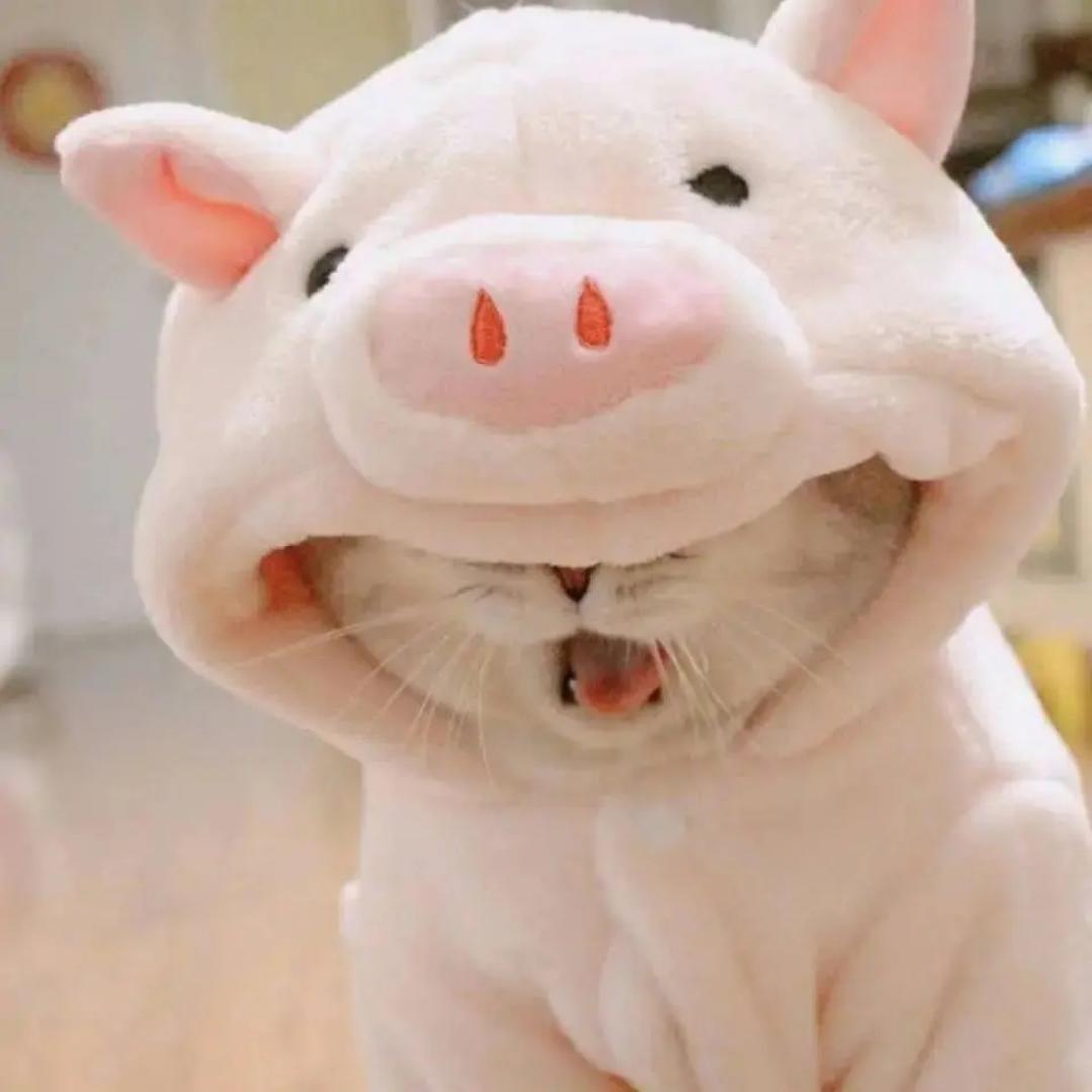 少女我是你的粉丝