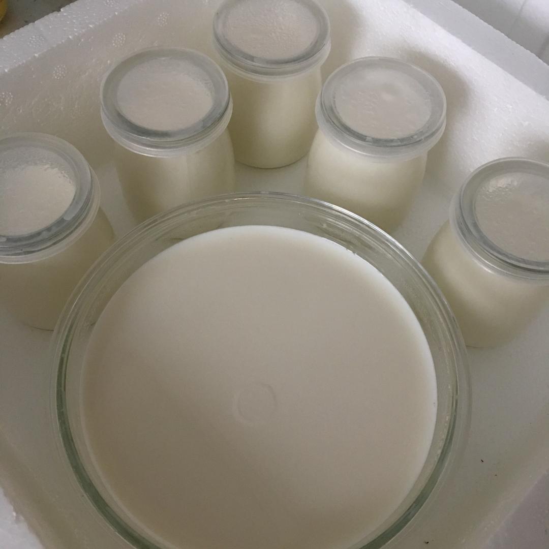 一包菌粉,1l全脂纯牛奶,放泡沫箱里一晚上,很成功 赞 酸奶,牛奶,蜂蜜