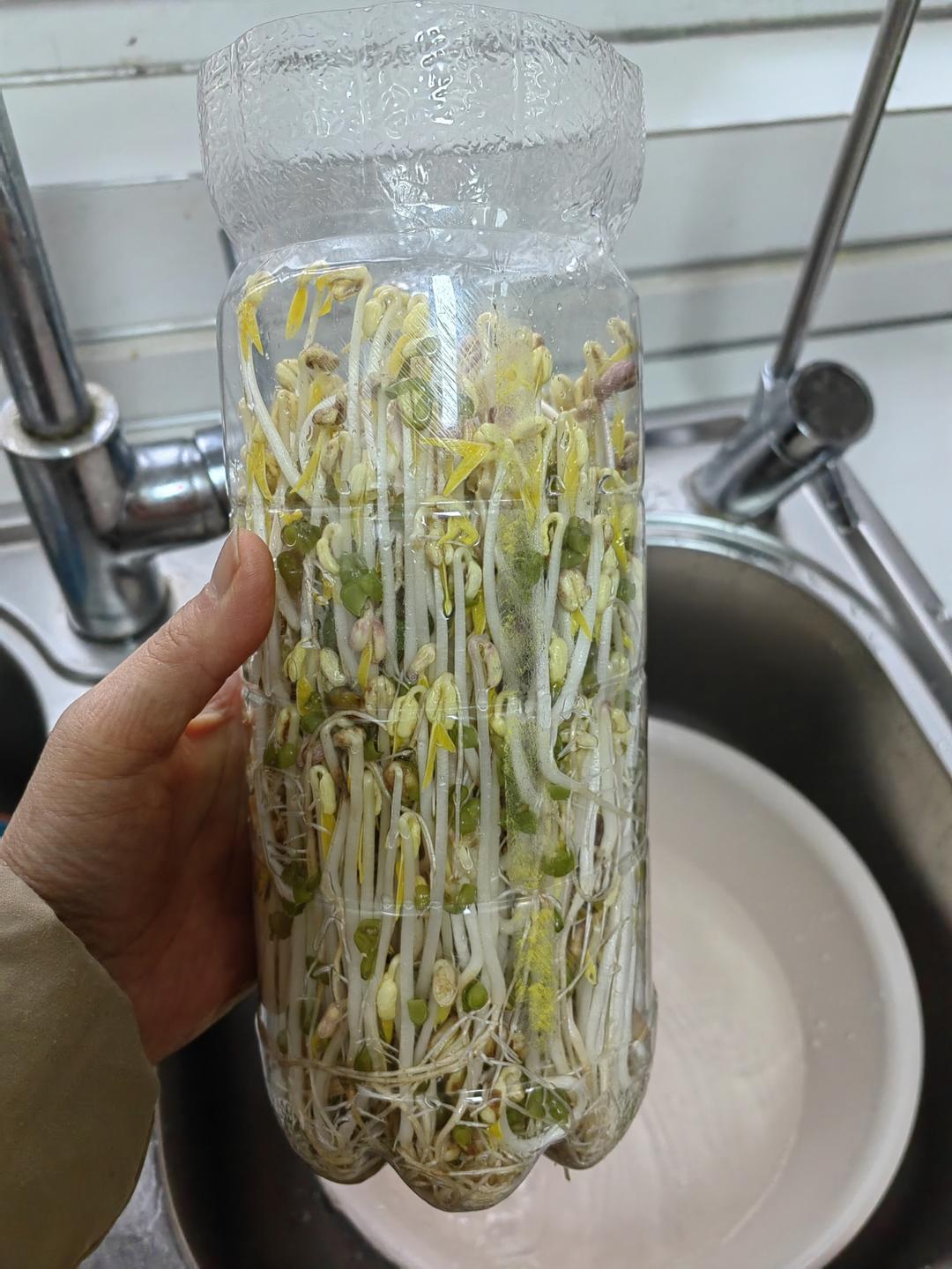 自发豆芽（可乐瓶发豆芽0失败！）