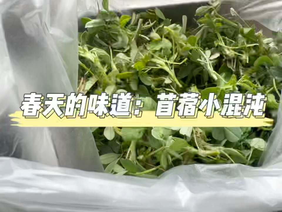 春天的味道里，怎么能少了苜蓿馄炖（饺子）🍃