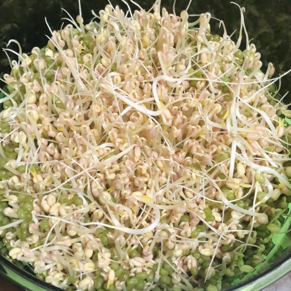 豆芽机豆芽