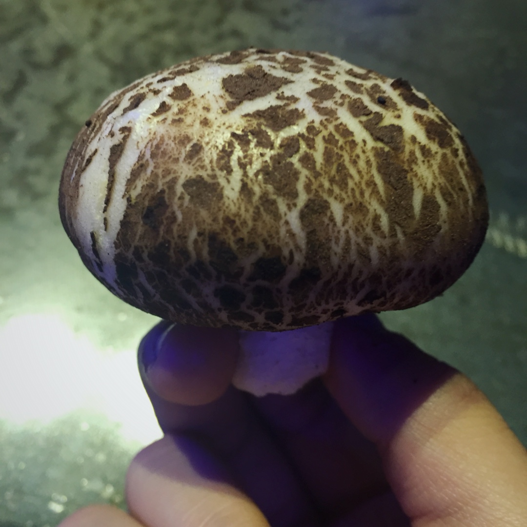 蘑菇包