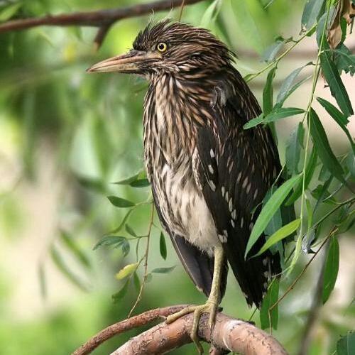 步骤图 虫草花夜鹭斑鸠的做法 虫草花夜鹭斑鸠的做法步骤 菜谱 下厨房