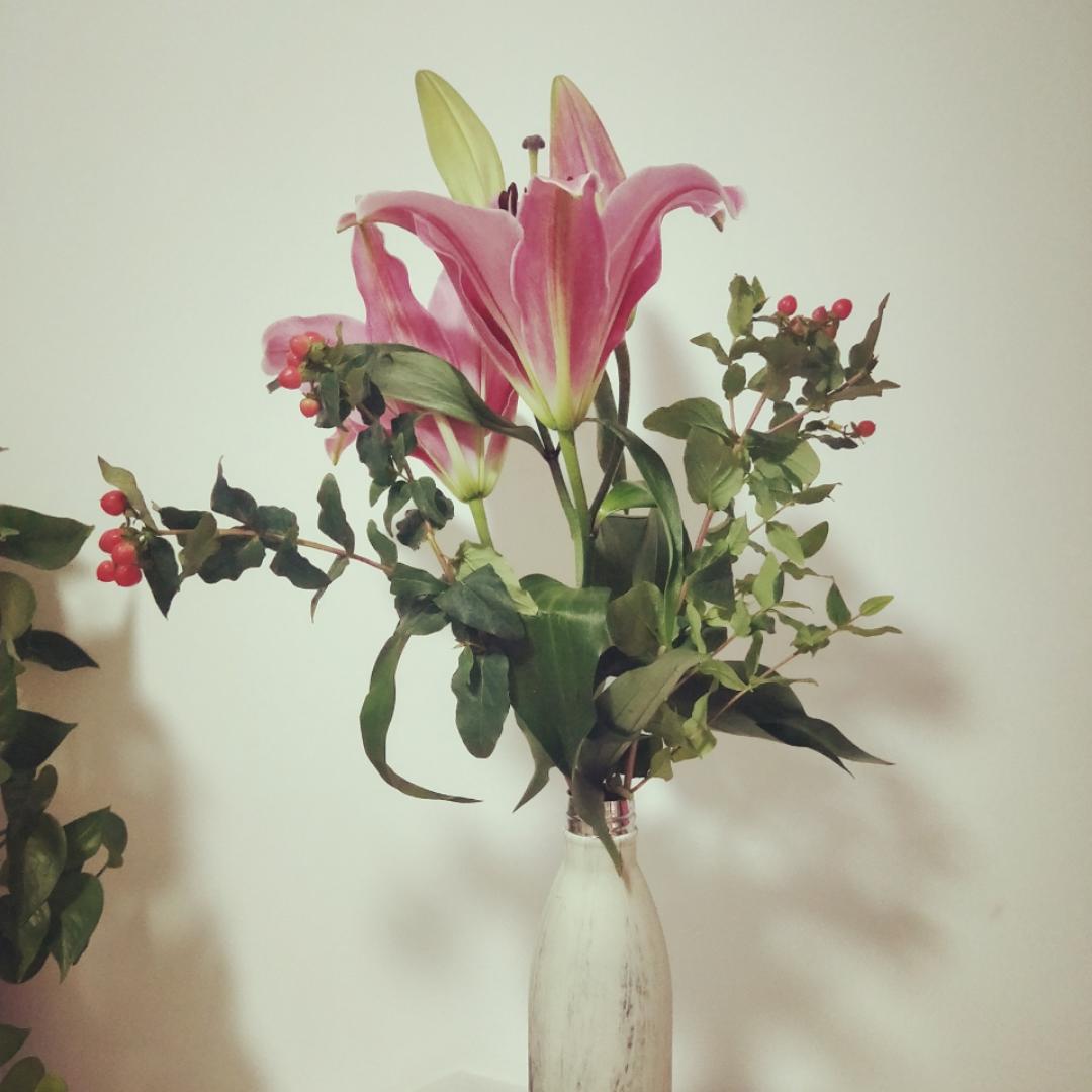 繁星花兽