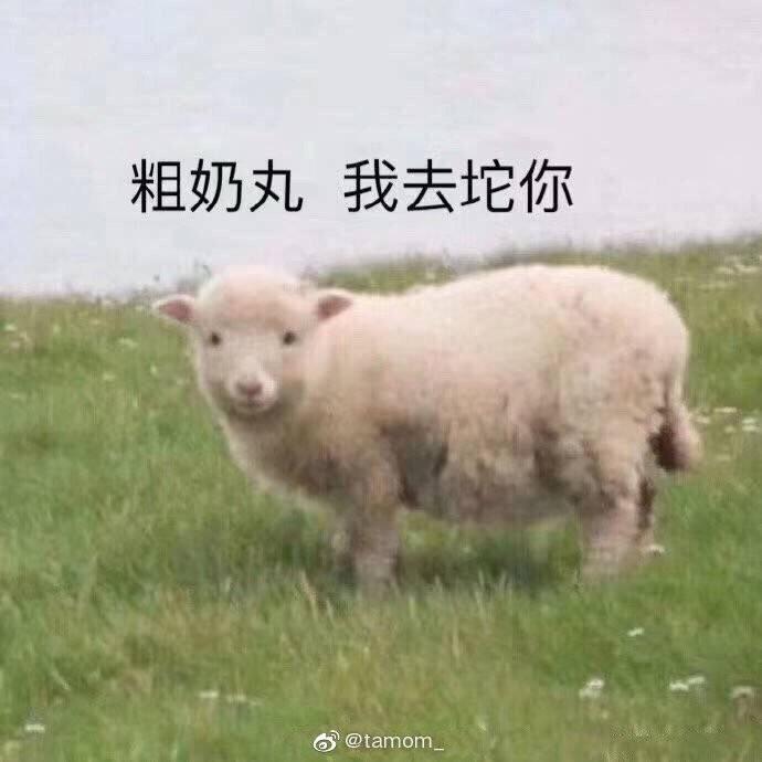 猪仔柳的厨房