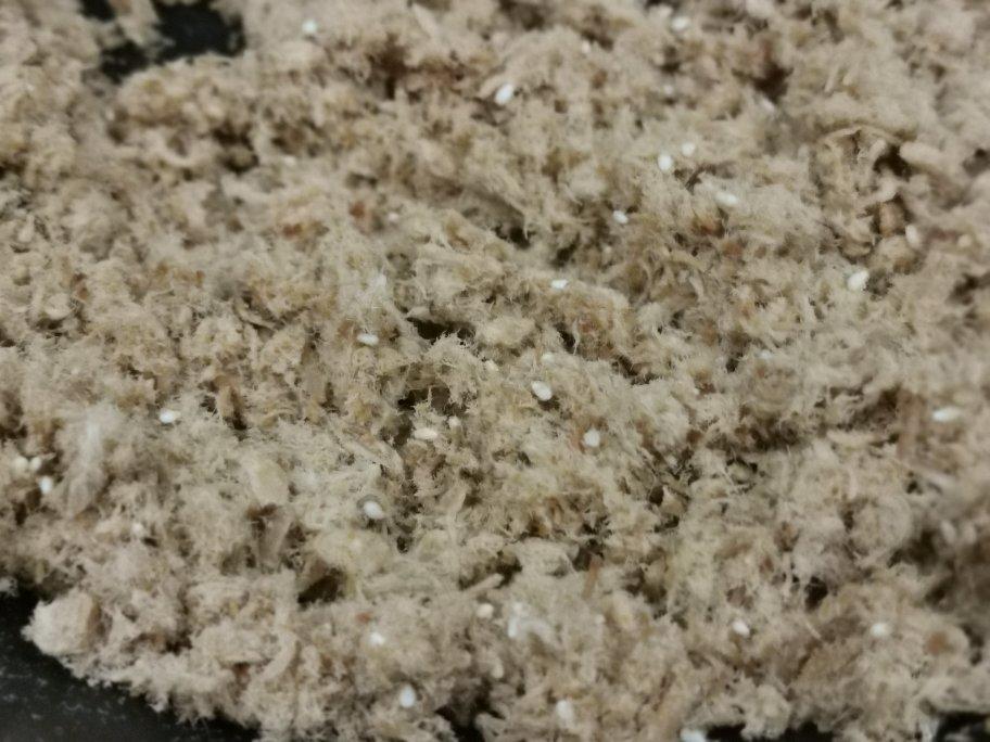 自制肉松（附快速撕肉方法）