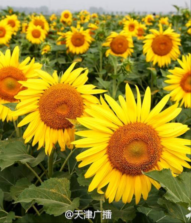 美厨娘yy的厨房