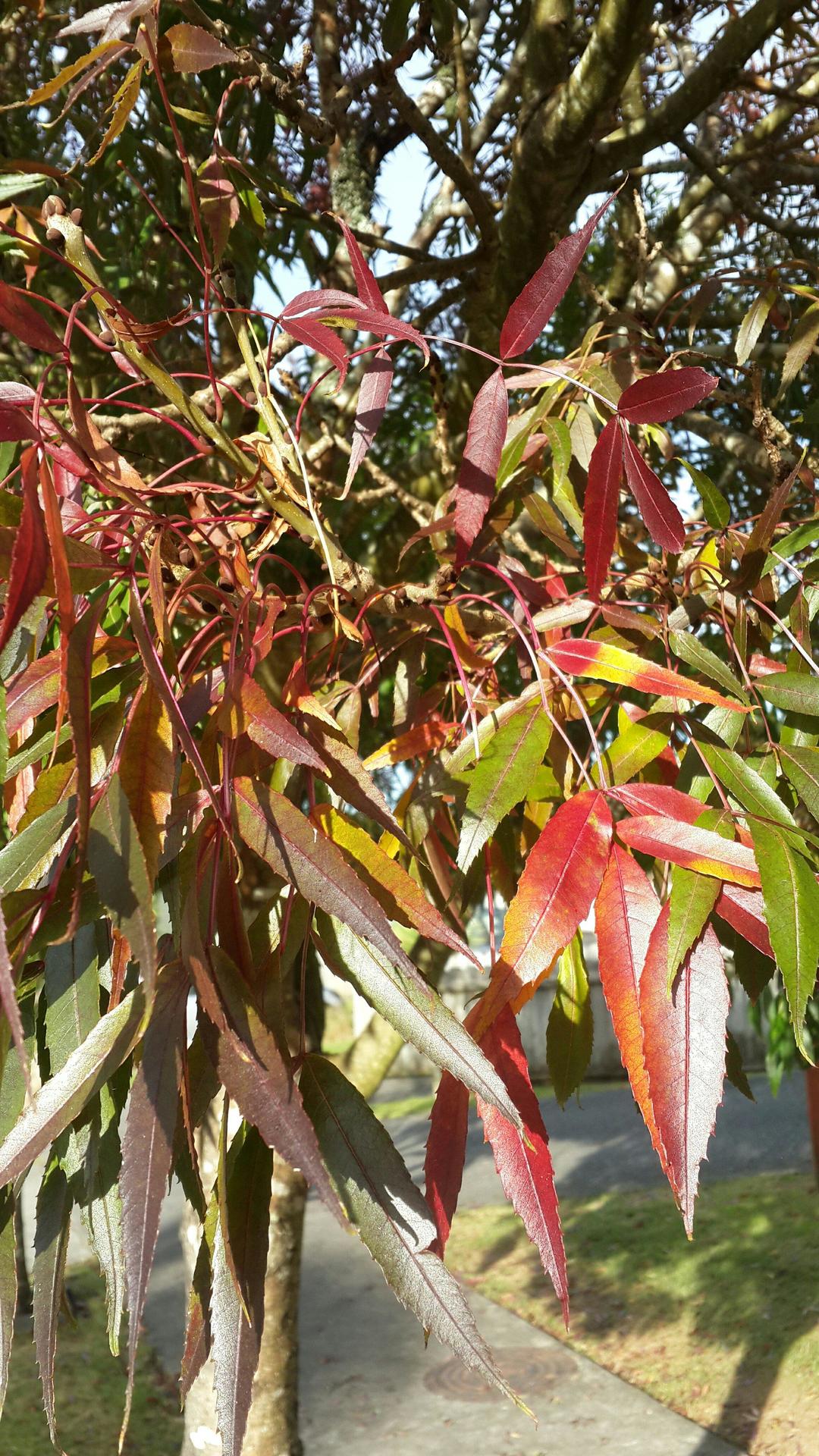 食色之秋的做法