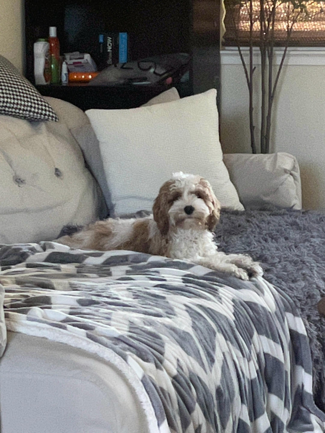 周黑鸭 甜面酱 辣椒 花椒