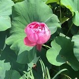浮生若茶HZ