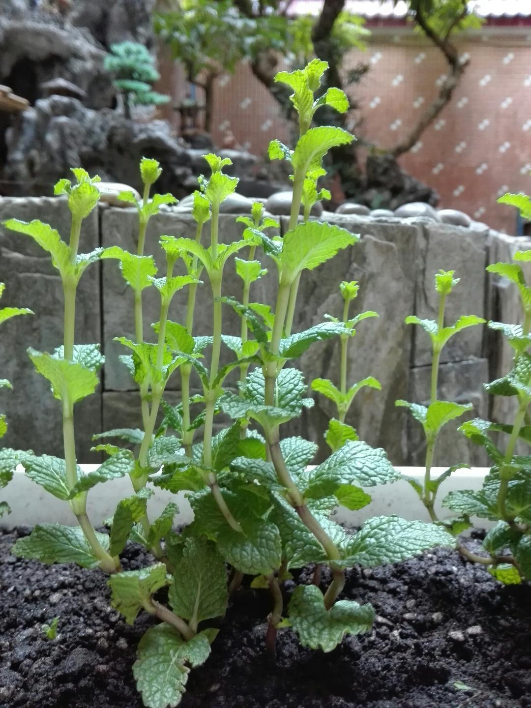 在阳台养花种草

是一种生活情趣