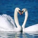 Lily_kz5a