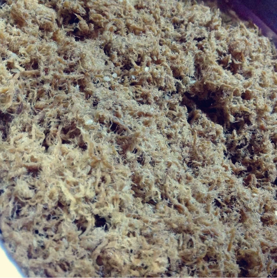面包机自制肉松