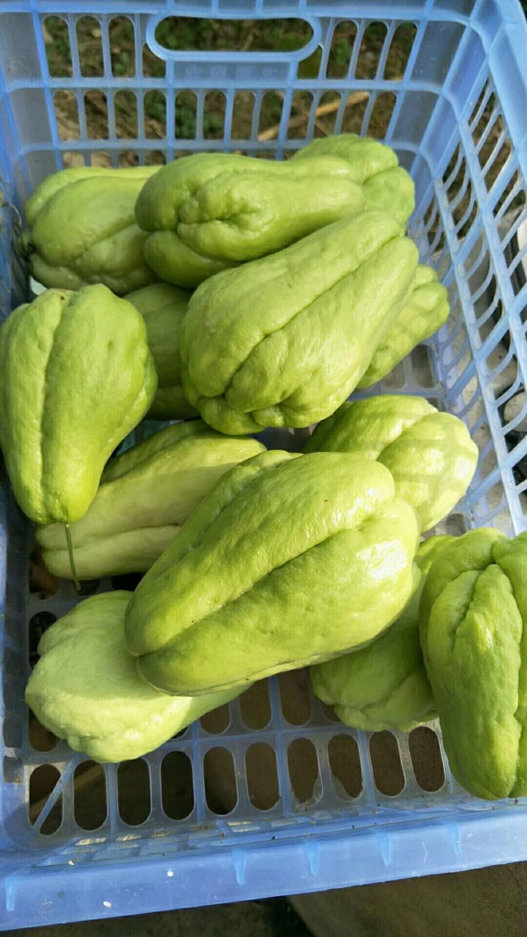 快手清炒佛手瓜