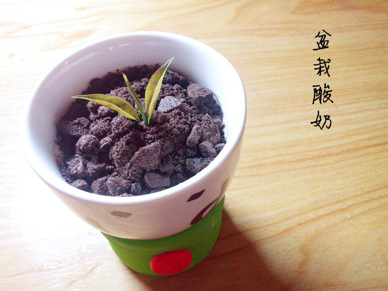 盆栽酸奶
