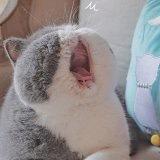 阿秃meow