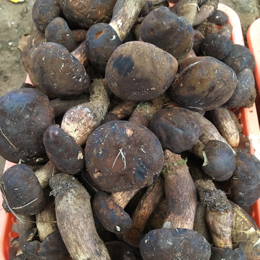 炒野生菌（牛肝菌）