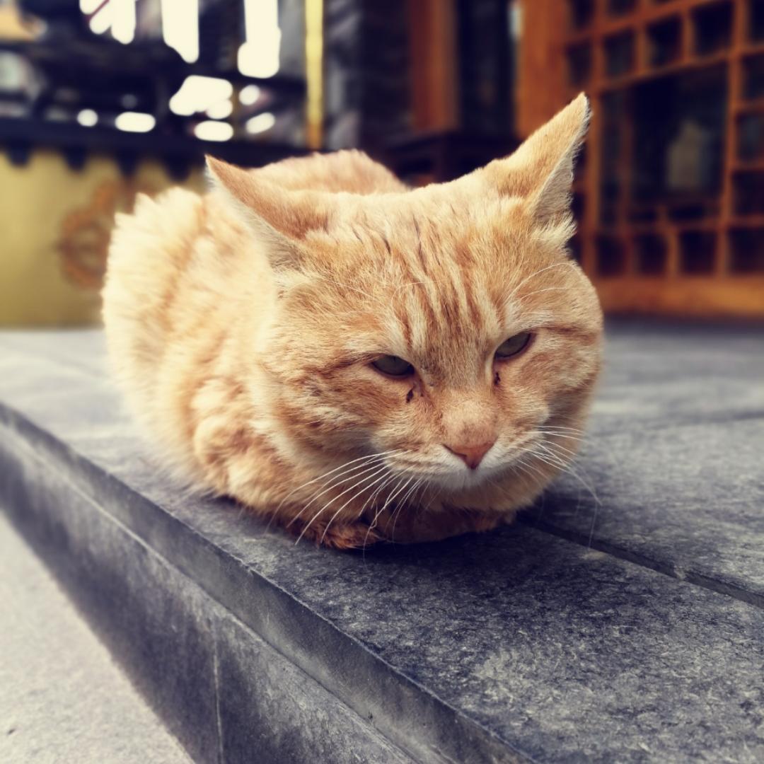 乌拉乌拉飞的厨房