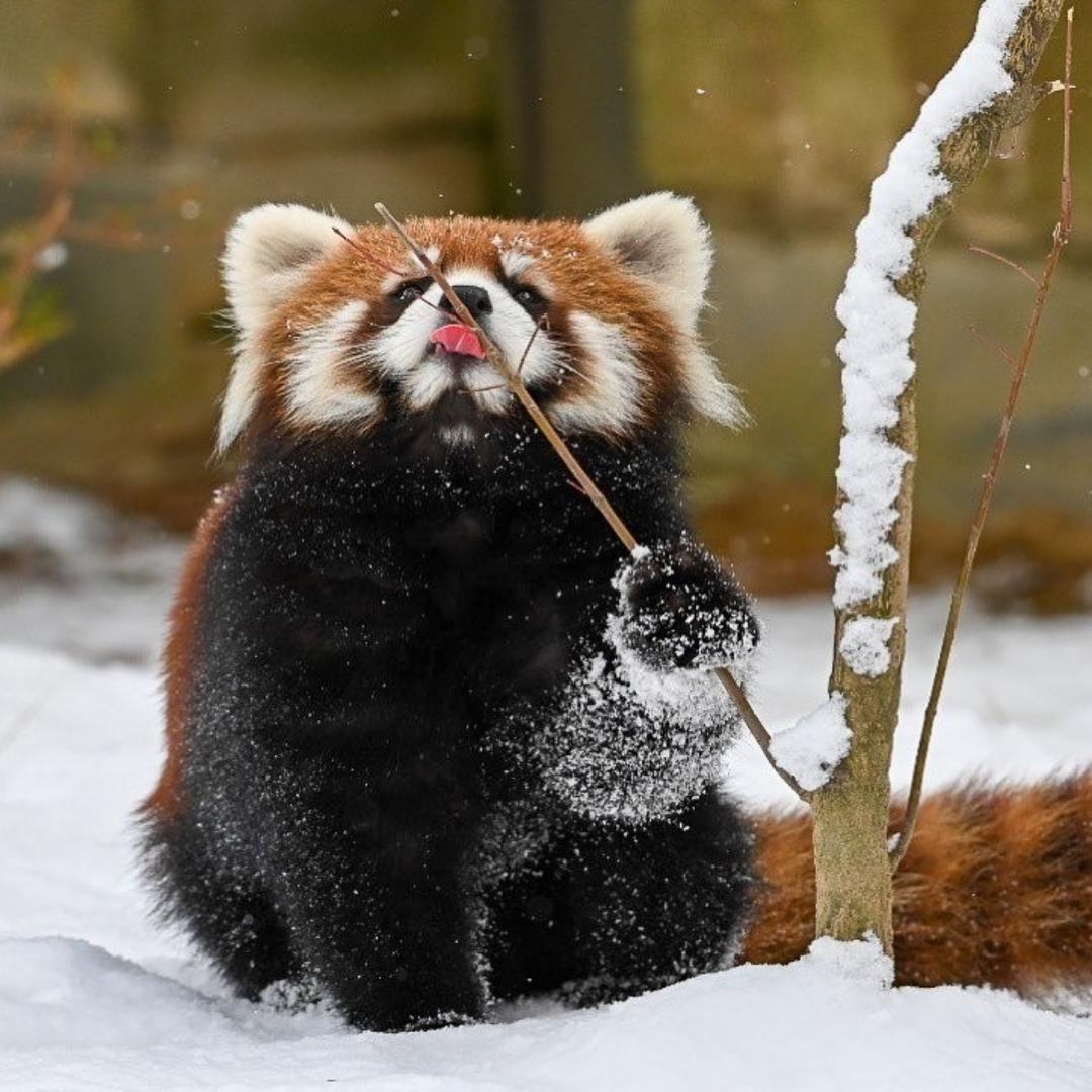 林记酒楼小霸王