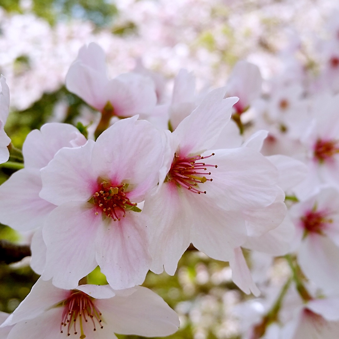 手机用户1851_5who