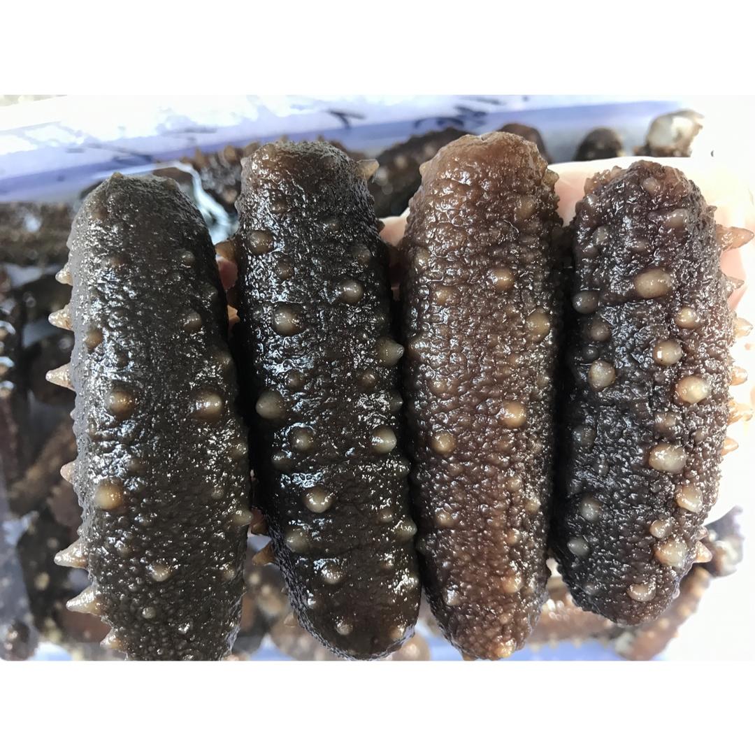 海参泡发•（新手学得会）