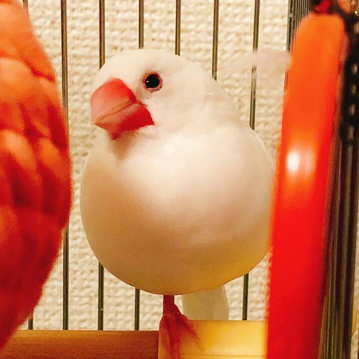 只崽
