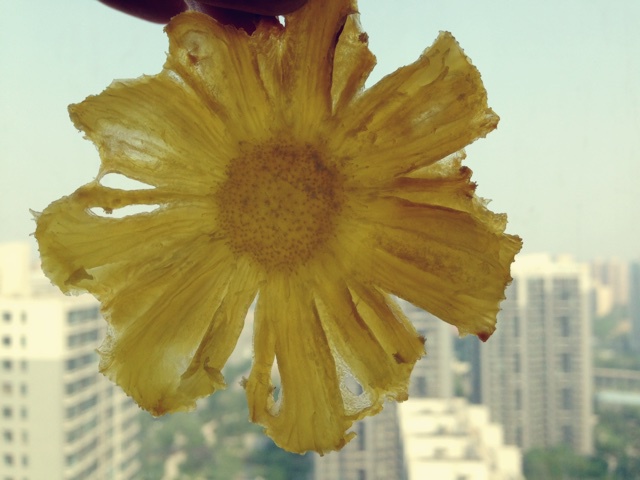 菠萝花
