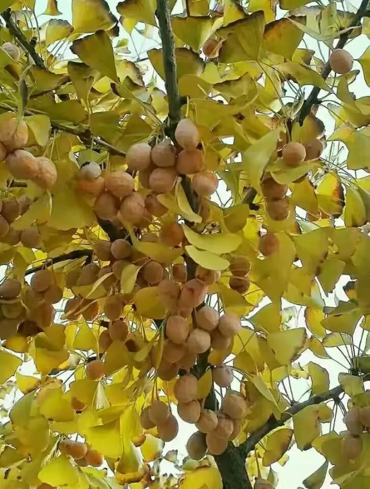 秋天的馈赠——白果