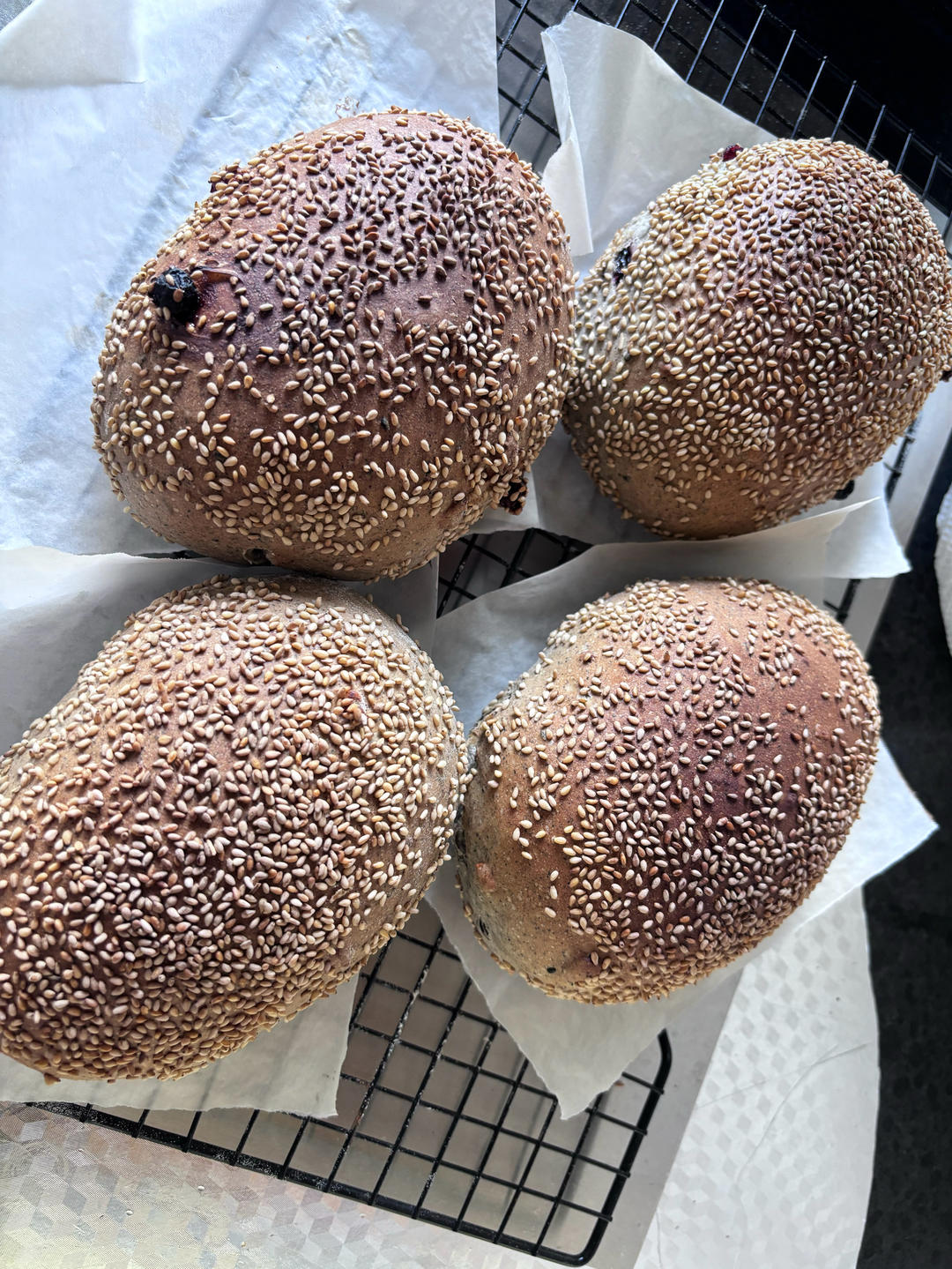 自由欧包（波兰种）