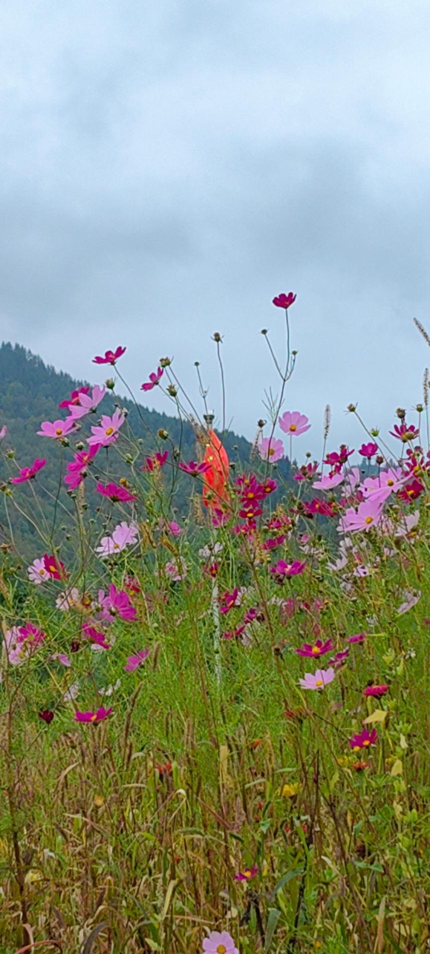 下厨房用户_71end