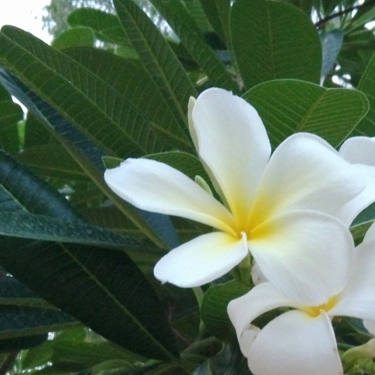 梵高的向日葵smile