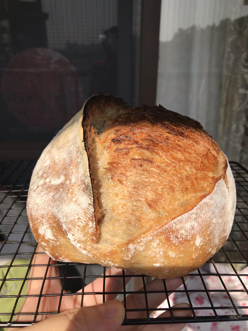 欧包切面组织气孔