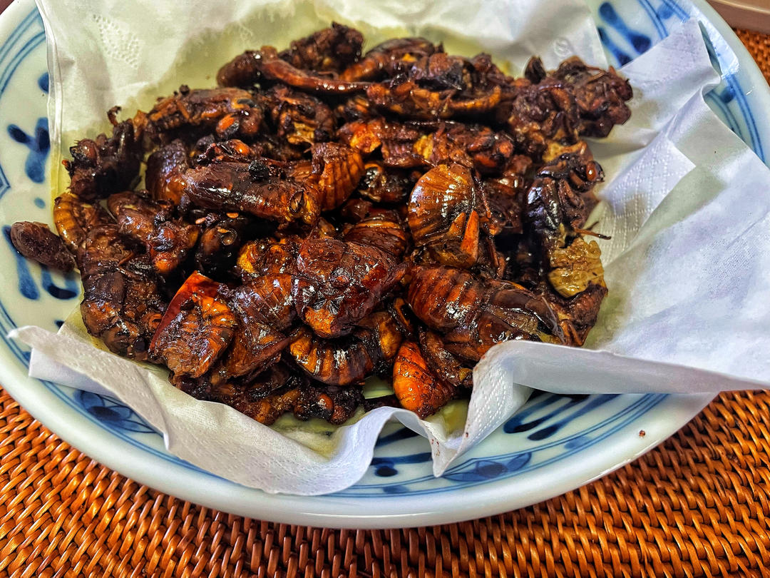 煎｜油炸金蝉Fried Golden Cicada