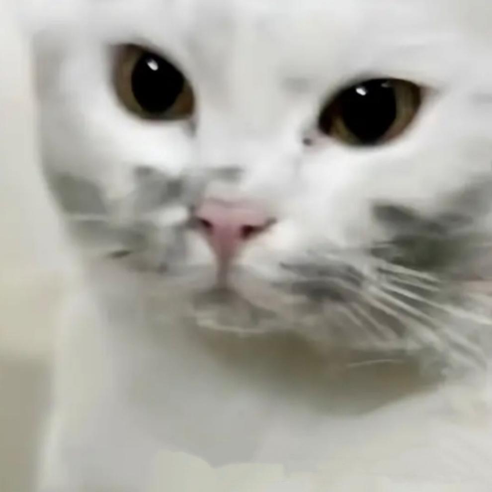 玥见雾里白