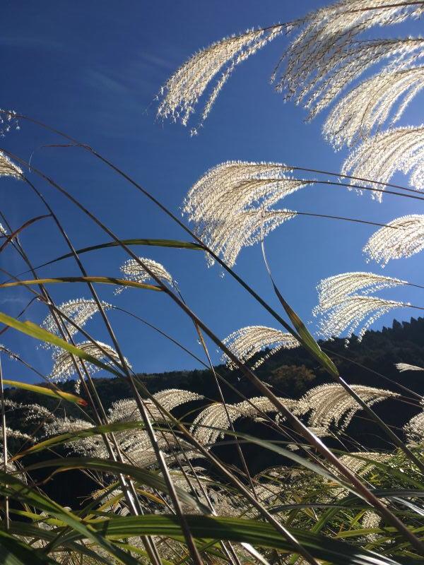 芋头香菇、豆浆酒糟奶油的做法