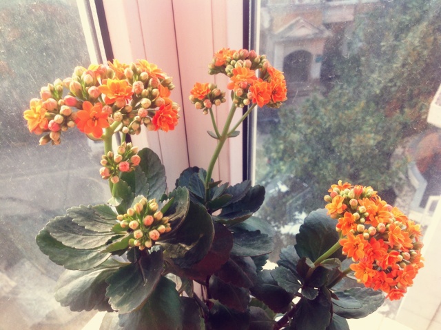 家里的花花草草