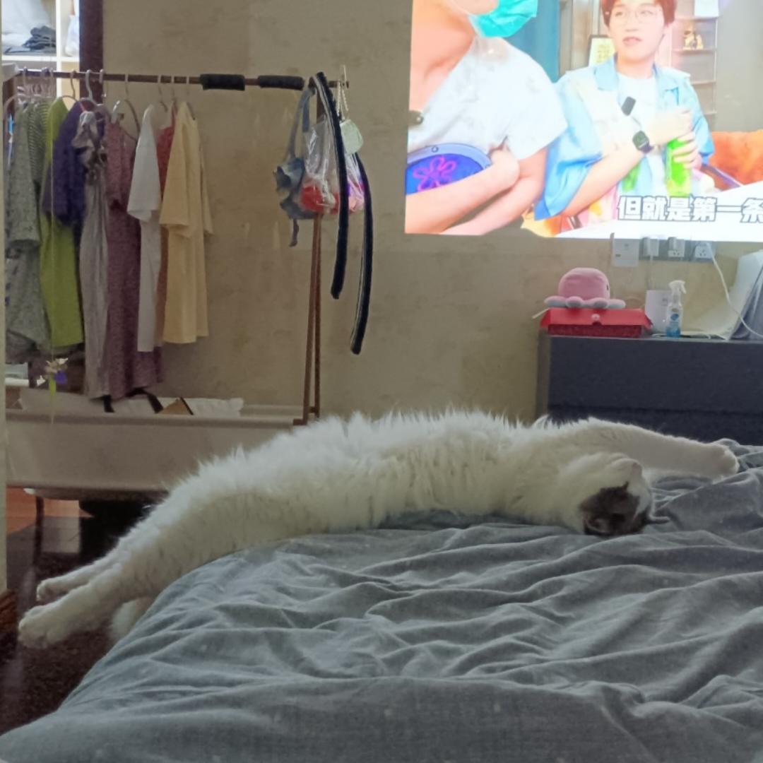 许芝麻麻麻