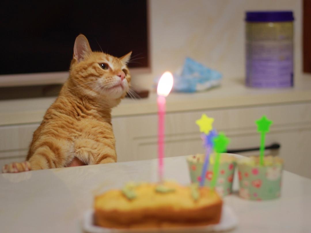 健康的宠物狗狗生日蛋糕(超详细：附步骤图和装饰饼干做法)