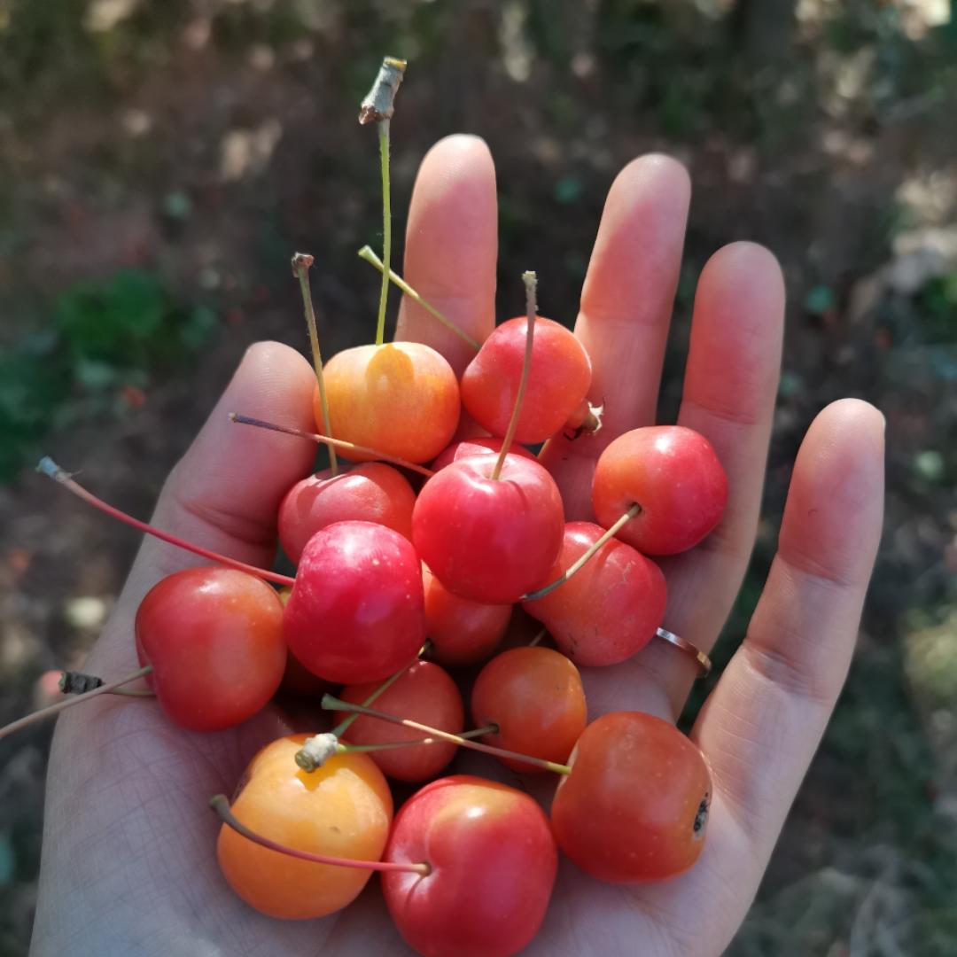 wenwen小茉莉