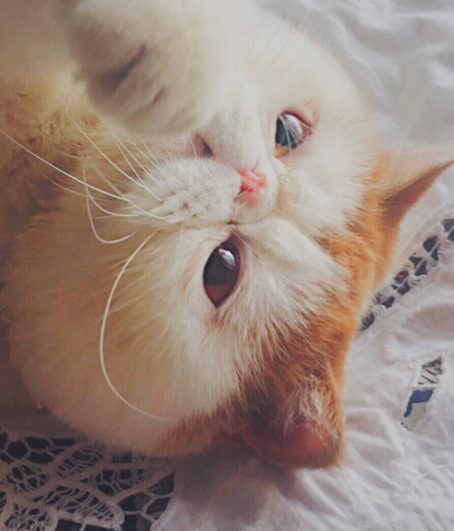 萌萌的名字都没有了